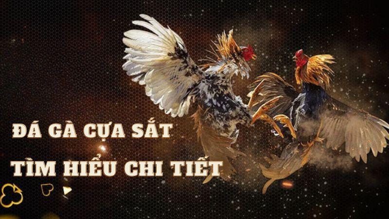 Đá Gà Cựa Sắt 13win – Lựa Chọn Hấp Dẫn Dành Cho Tân Thủ