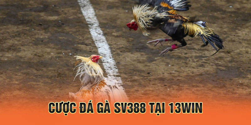 Cược đá gà SV388 tại 13win