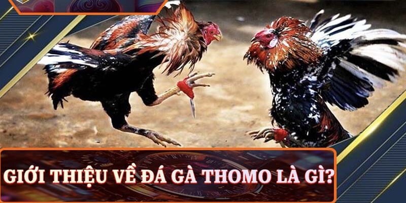 Đá gà Thomo 13win – Sới gà hợp pháp hàng đầu Đông Nam Á