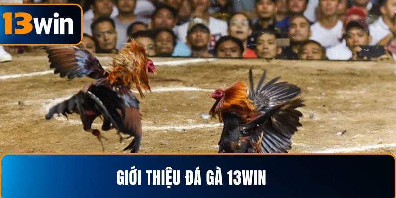 Giới thiệu chung về loại đá gà cựa sắt 13win