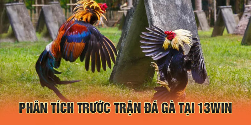 Phân tích trước trận đá gà tại 13win