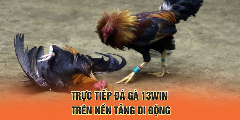 Trực tiếp đá gà 13win trên nền tảng di động